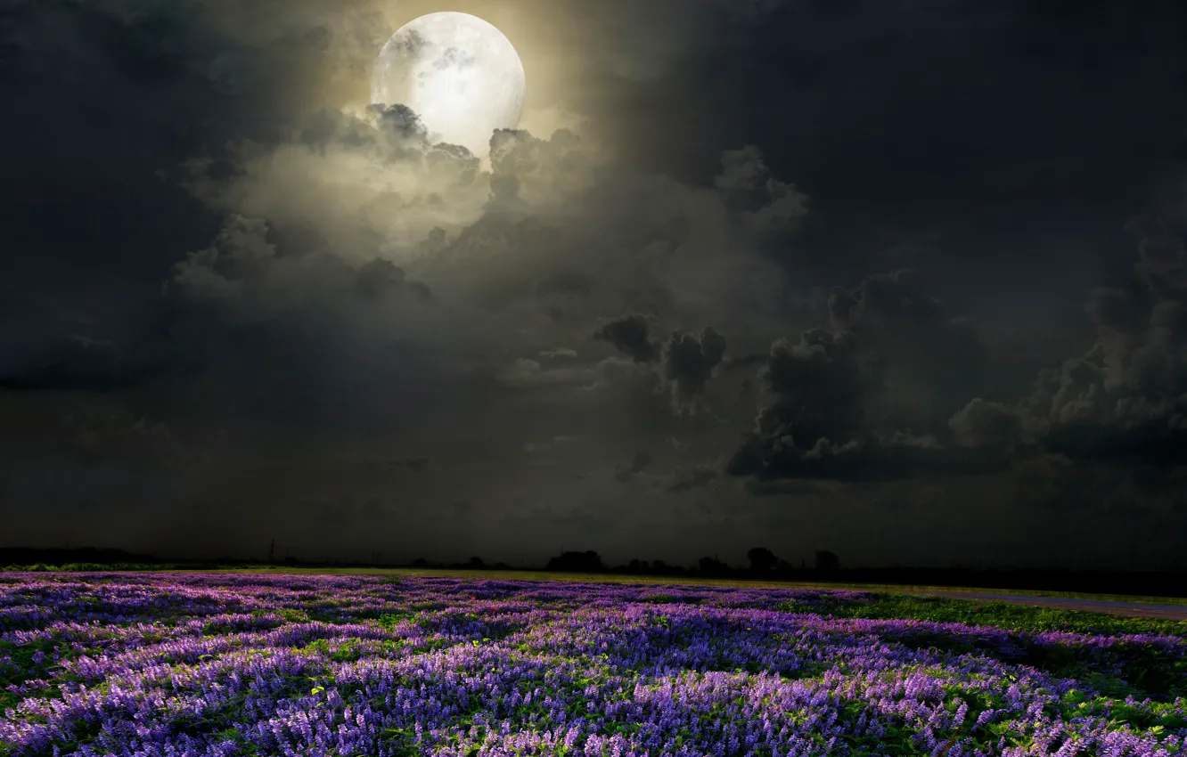 Photo wallpaper field, flowers, night, the moon, lavender