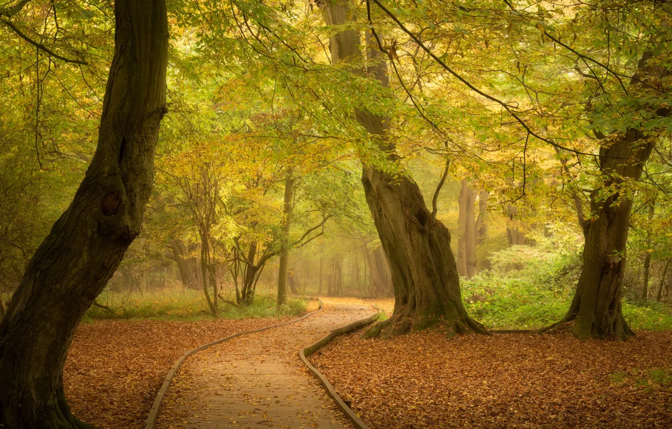 Photo wallpaper autumn, forest, trees, Park, England, track, path