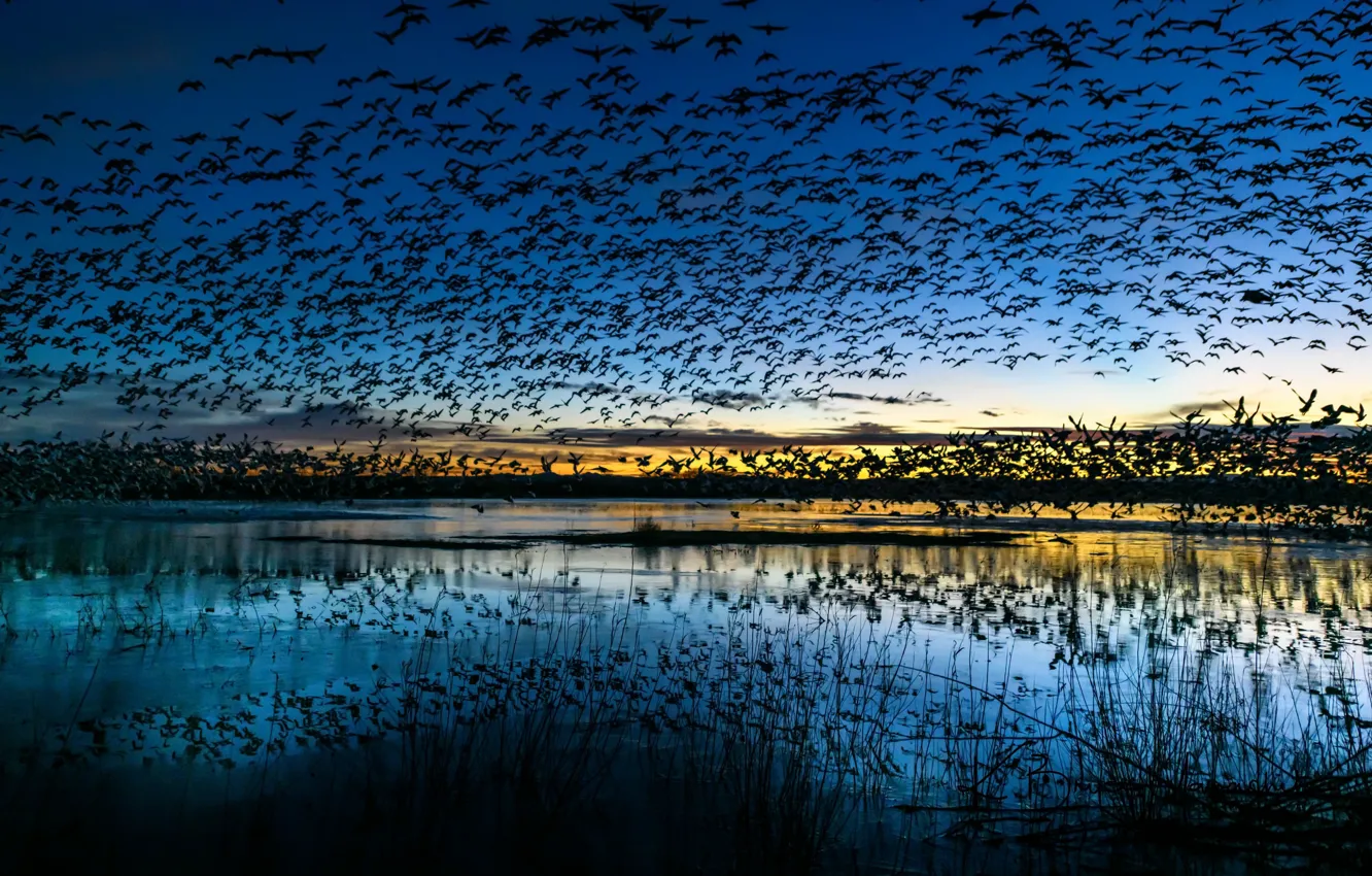 Photo wallpaper birds, nature, lake