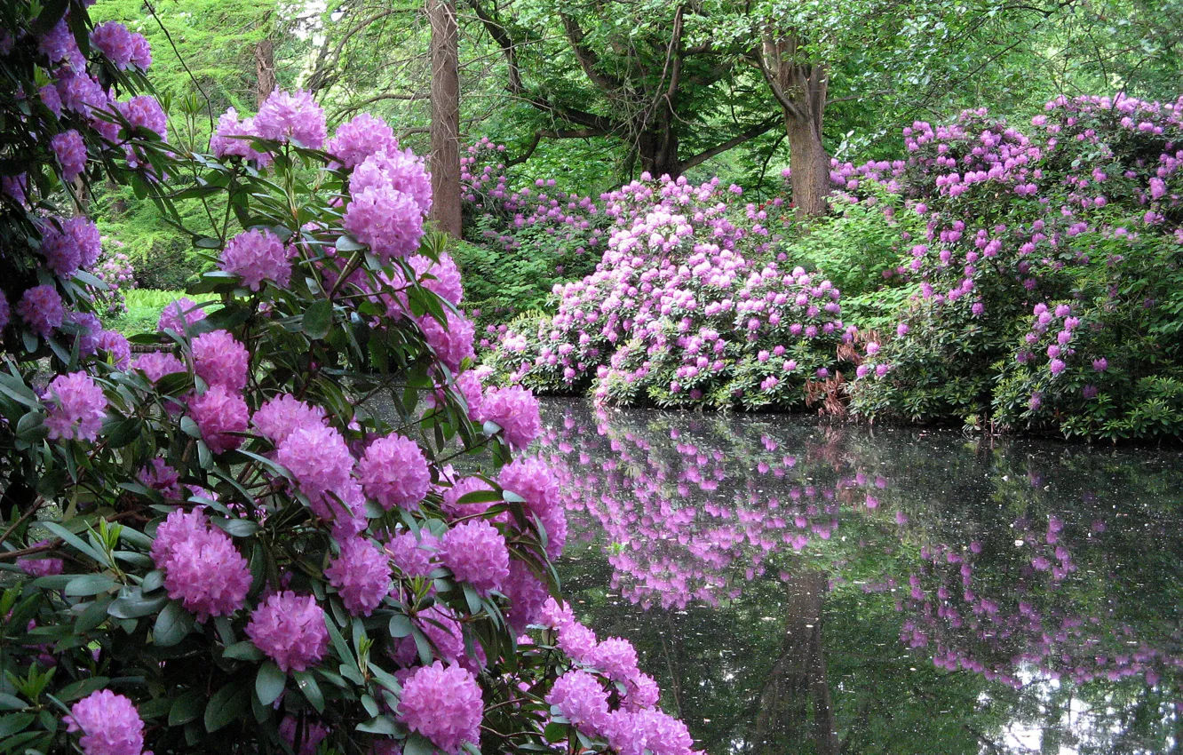 Photo wallpaper trees, flowers, nature, pond, Park, shrub