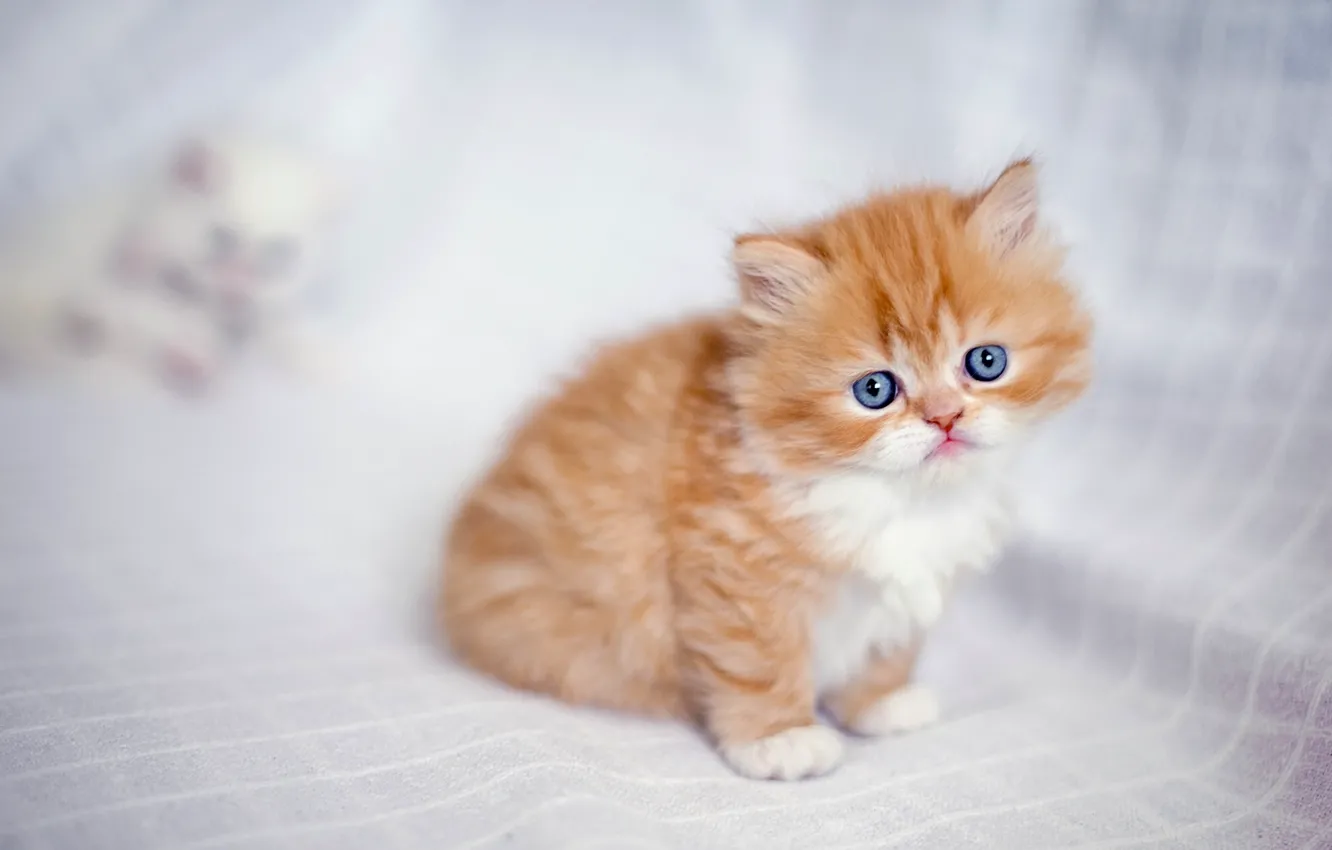Photo wallpaper baby, red, kitty, ginger kitten, Persian cat