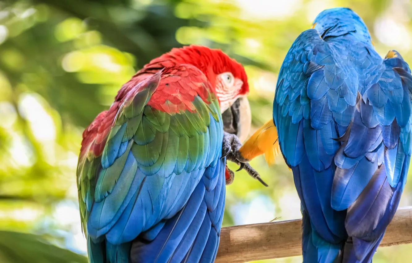 Photo wallpaper summer, the sun, parrot, pair, summer, bird, Caribbean, Dominican Republic