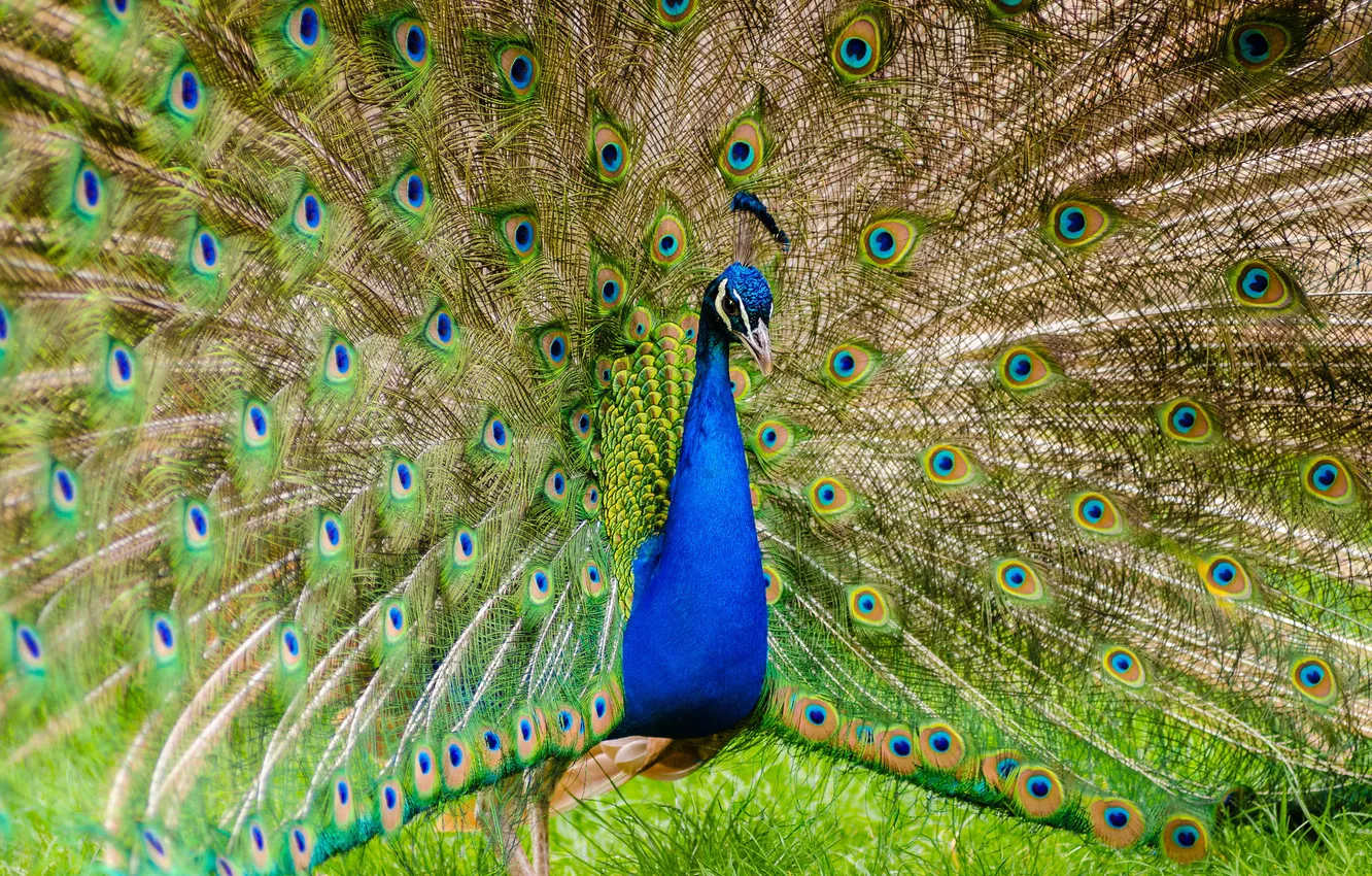 Photo wallpaper grass, bird, beauty, feathers, tail, peacock