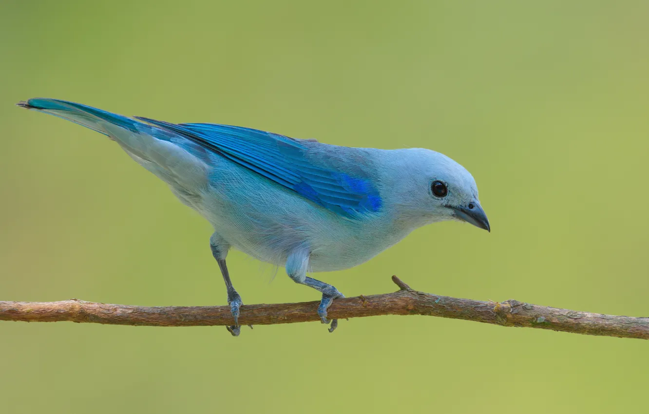 Photo wallpaper branches, bird, sitting