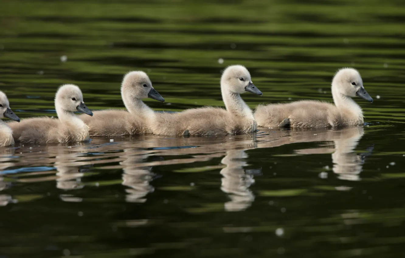 Photo wallpaper floats, baby, the dark background, reflection, Chicks, swans, brood, pond