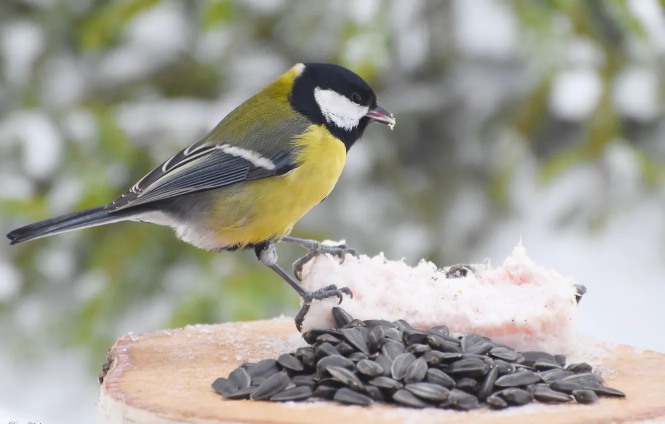 Photo wallpaper winter, nature, bird, photohunt, Big tit