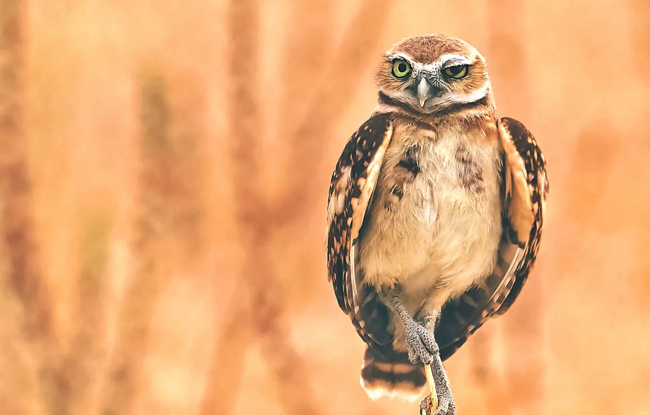 Photo wallpaper look, owl, bird, orange background, bokeh, owl, Burrowing owl