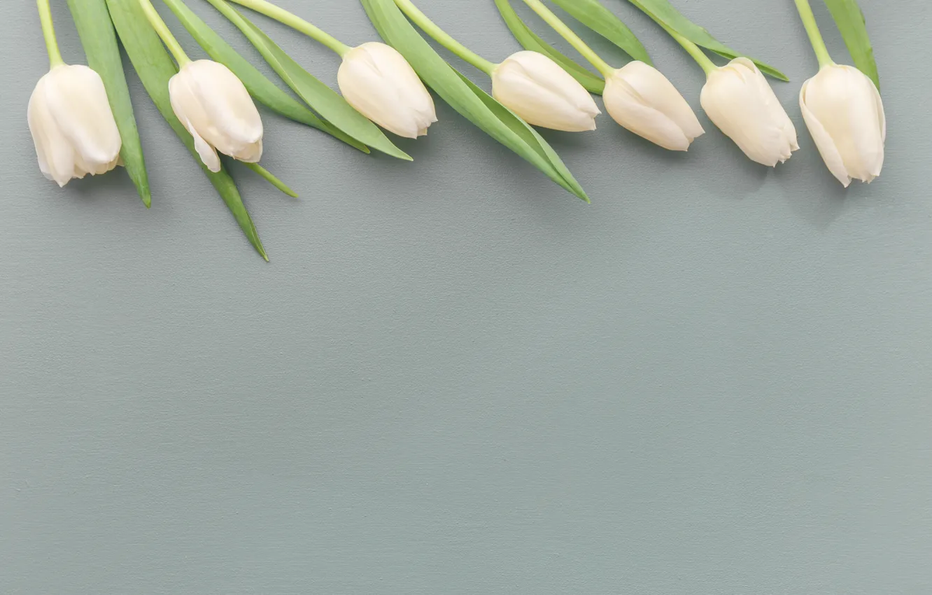 Photo wallpaper white, flowers, background, tulips, buds