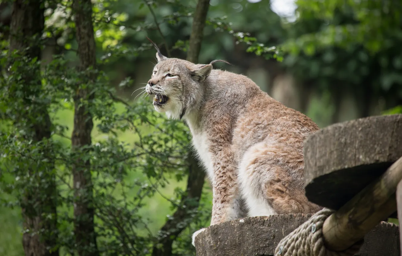 Photo wallpaper cat, lynx, growls