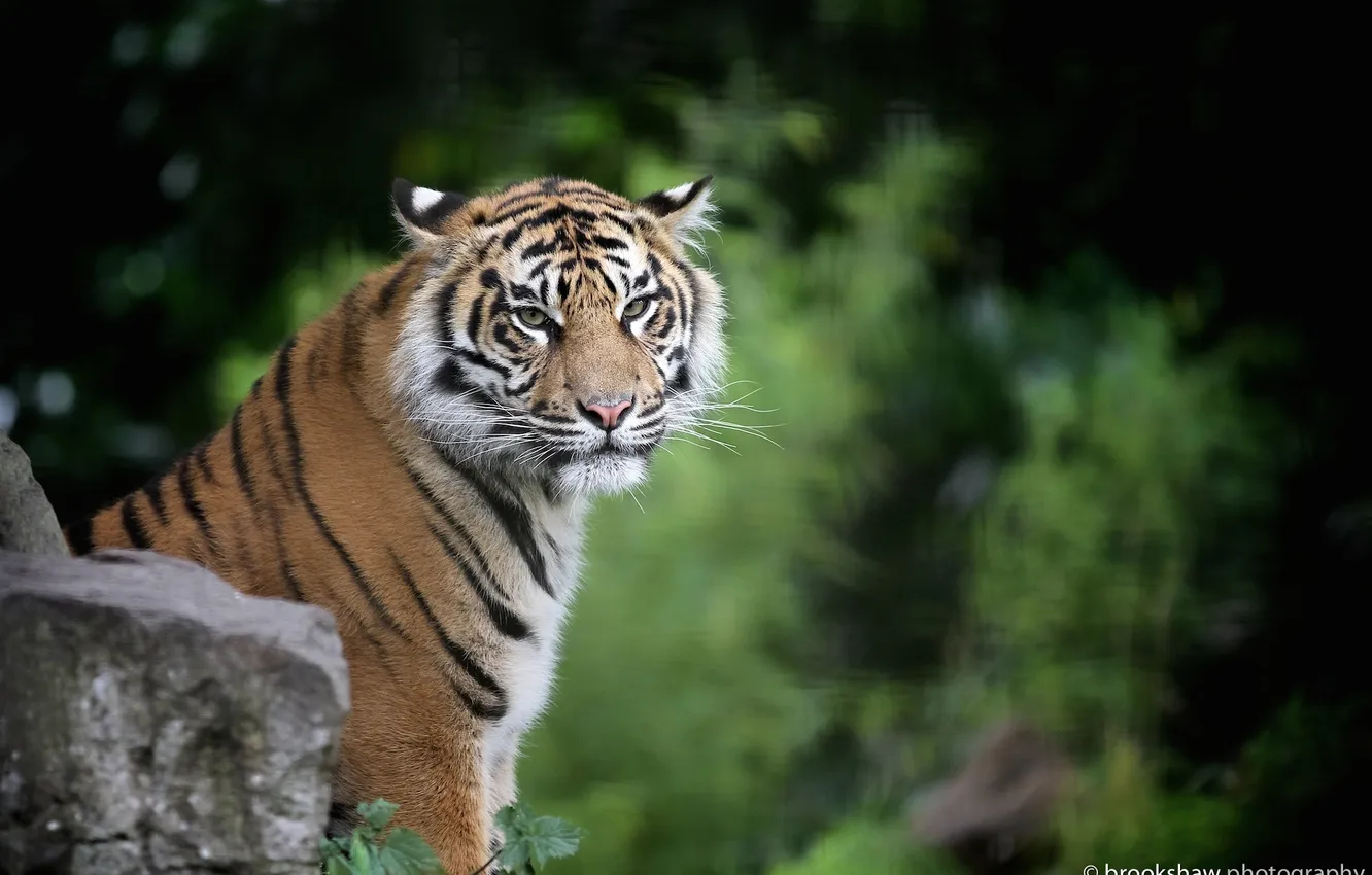 Photo wallpaper face, tiger, predator, wild cat