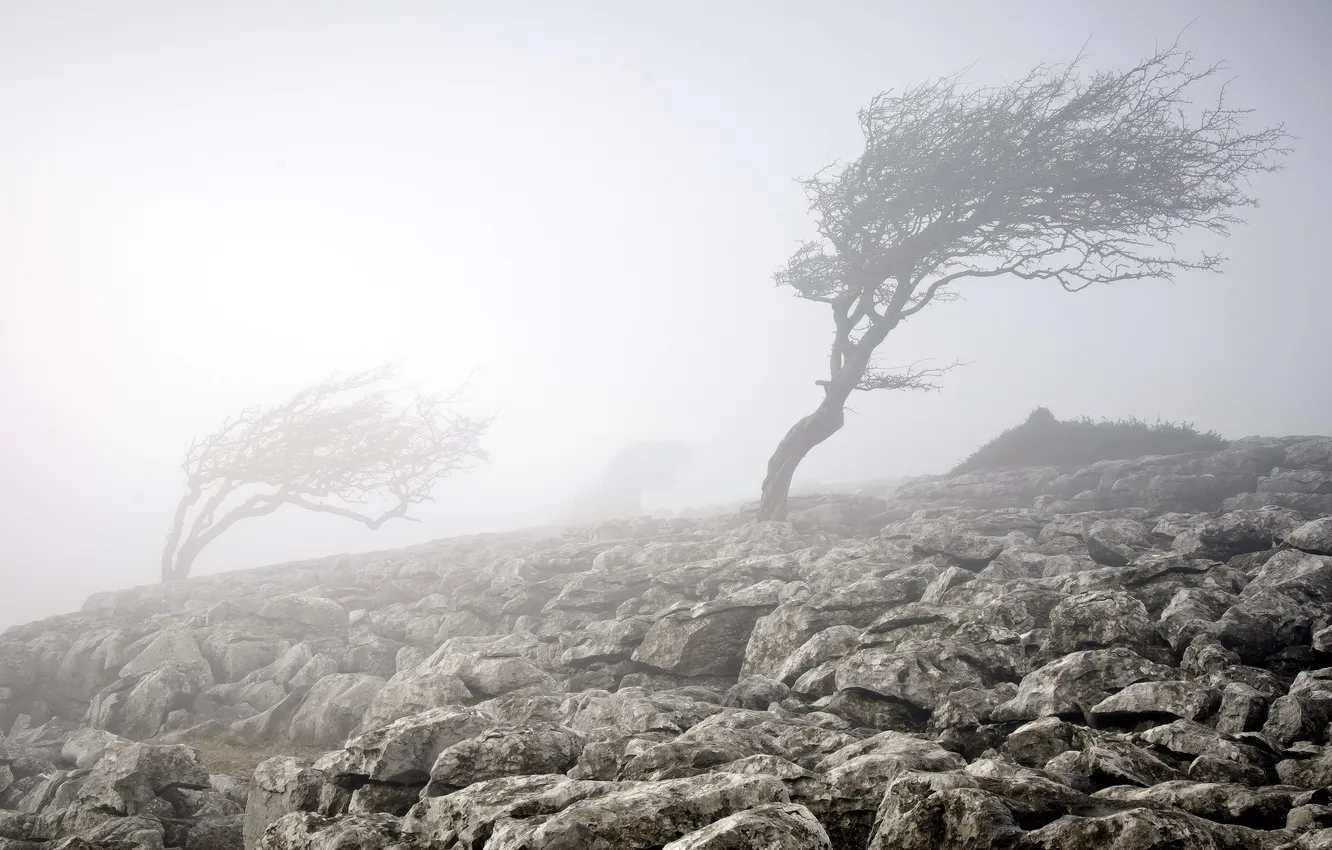 Photo wallpaper nature, fog, stones, tree