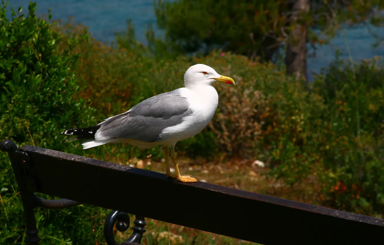 Photo wallpaper animals, bench, birds, nature, Seagull