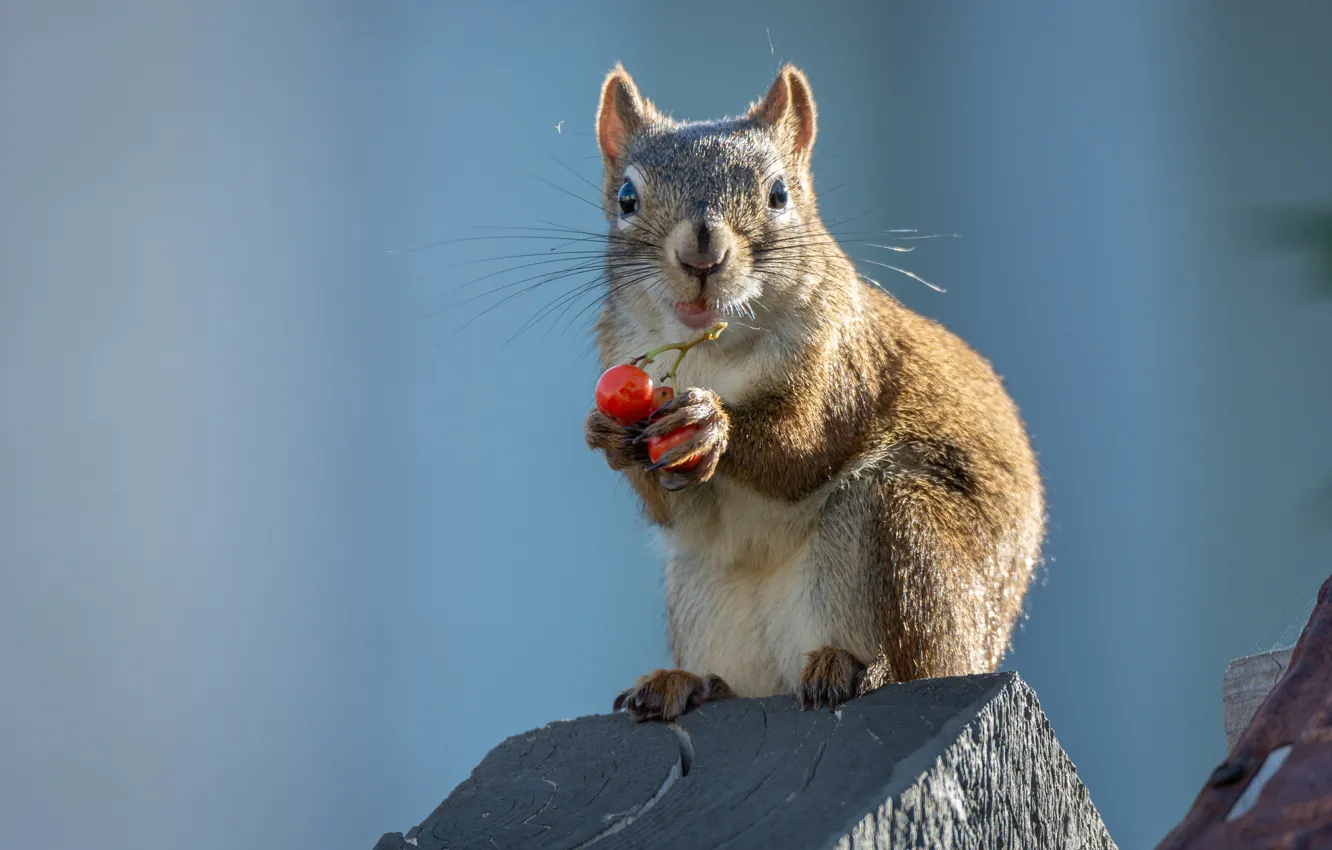 Photo wallpaper look, light, grey, protein, fruit, face, sitting, blue background