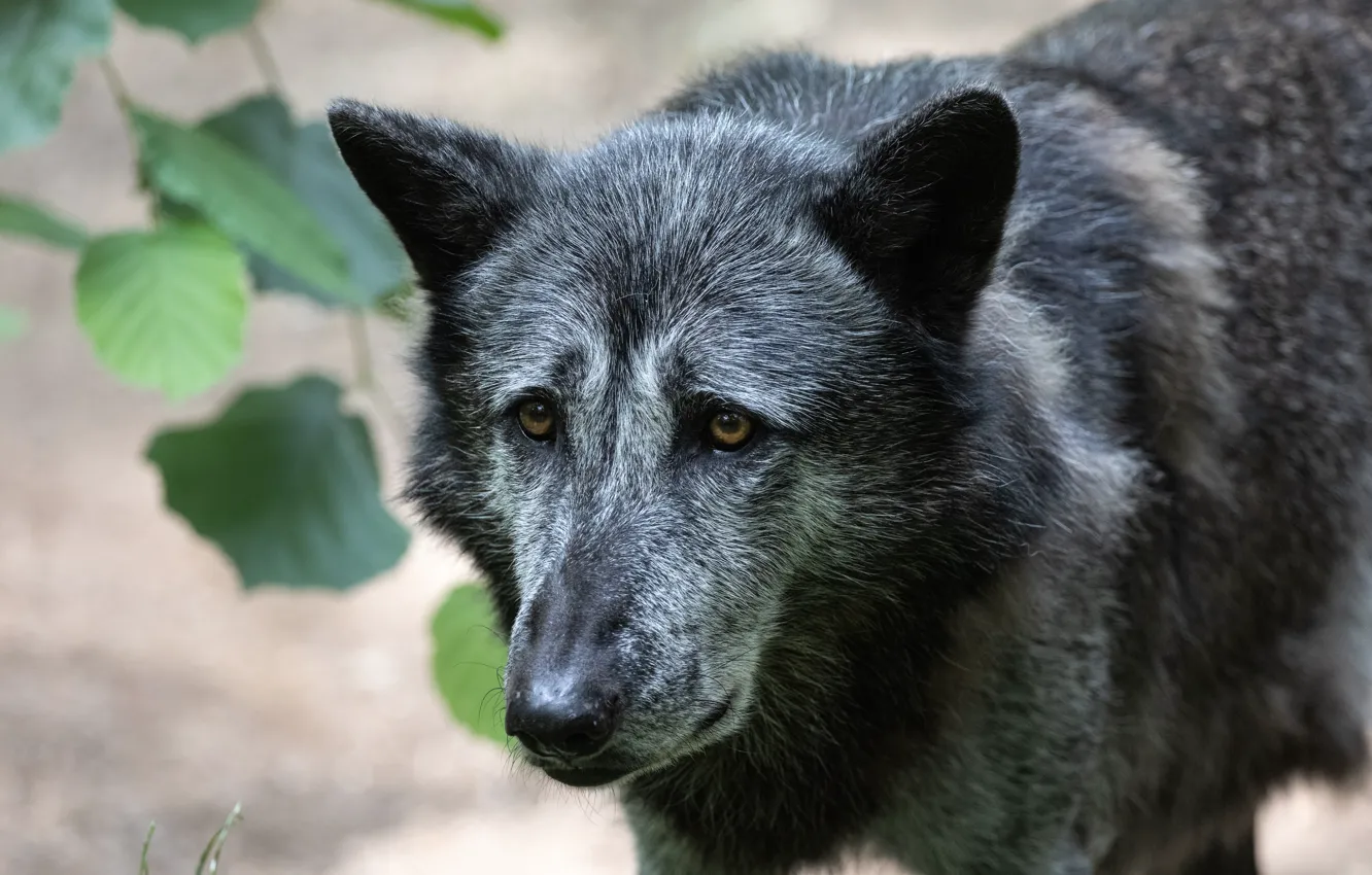 Photo wallpaper Predator, nature, animal, wolf, wildlife, Black Wolf, portrait., Canis lupus. face • wolf • portrait …