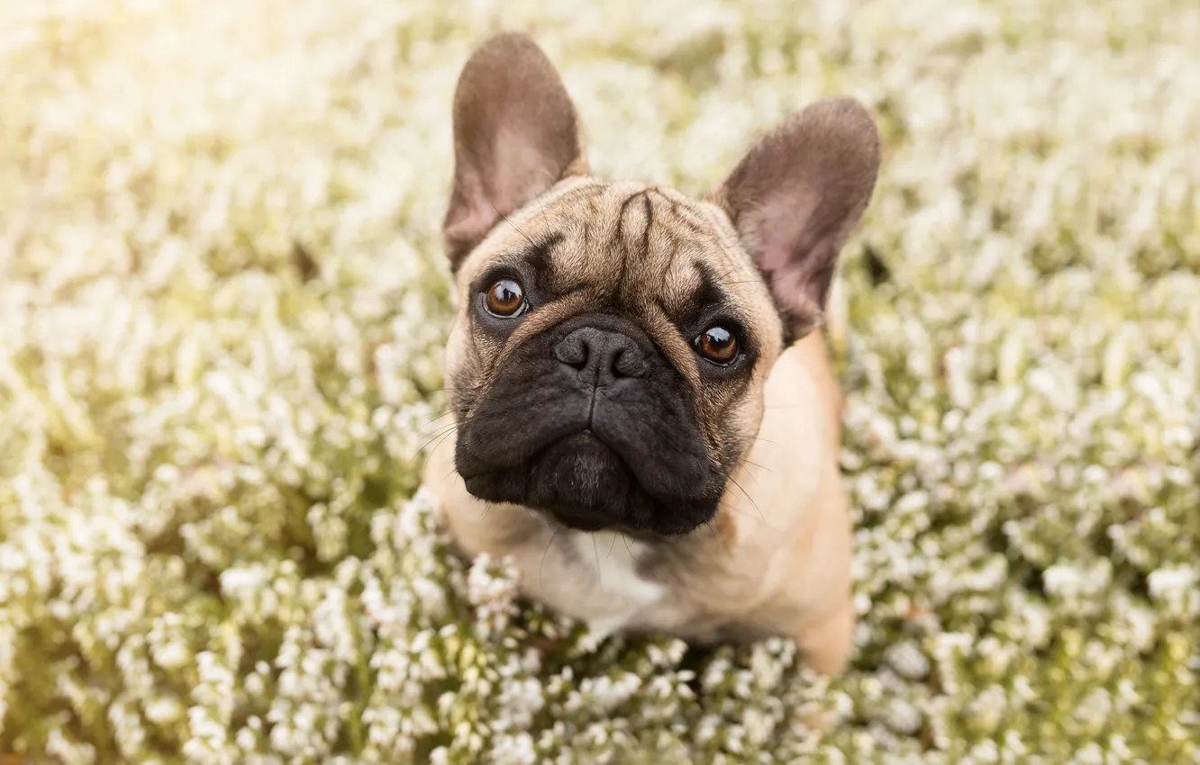 Photo wallpaper look, face, flowers, dog, bulldog, French bulldog