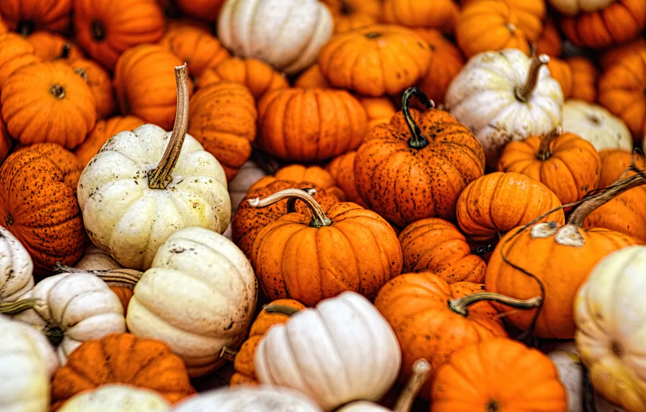 Photo wallpaper autumn, fall, gourds