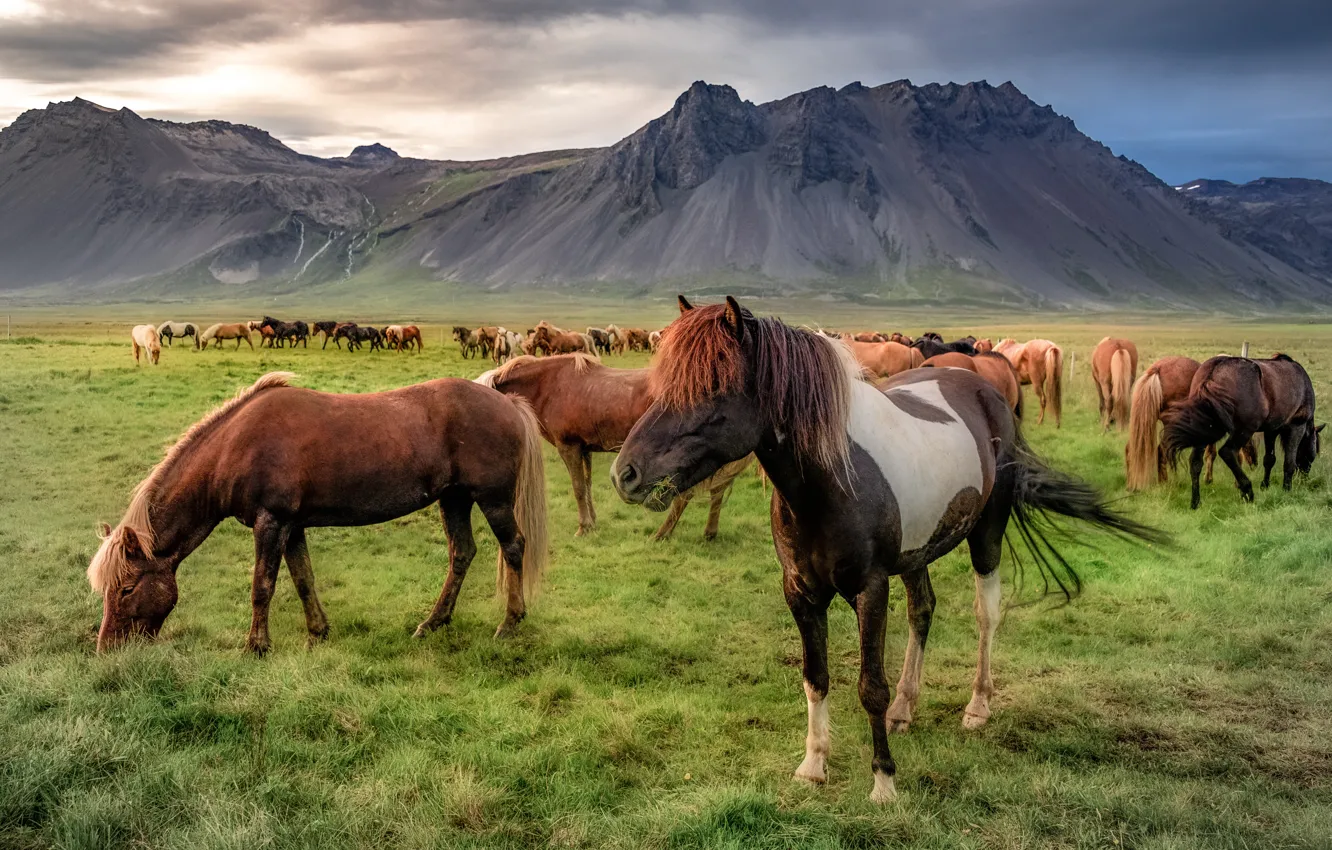 Photo wallpaper mountains, horse, Iceland