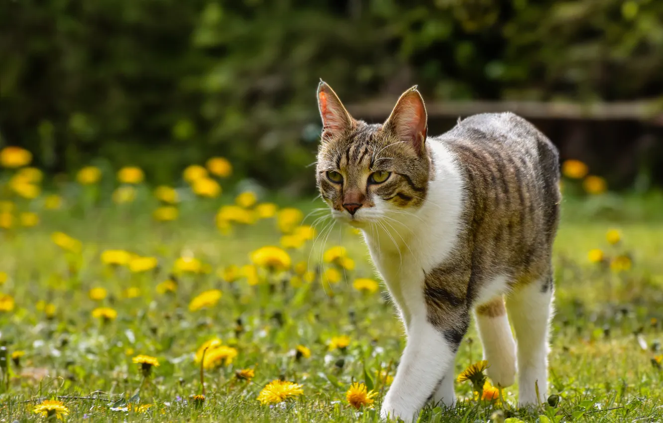 Photo wallpaper cat, cat, look, flowers, pose, dandelion, glade, spring