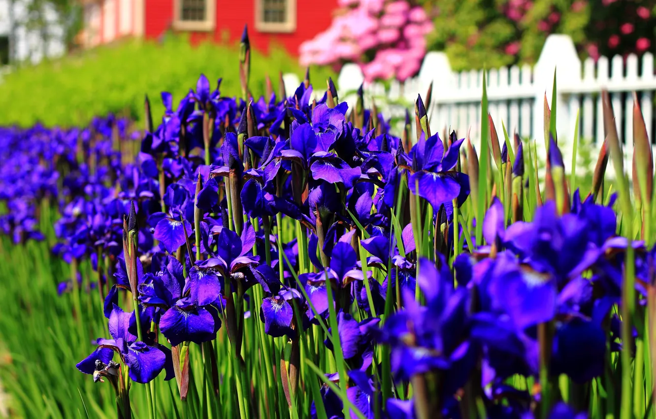 Photo wallpaper Spring, May, Spring, Flowering, Purple flowers, May, Flowering, Purple flowers