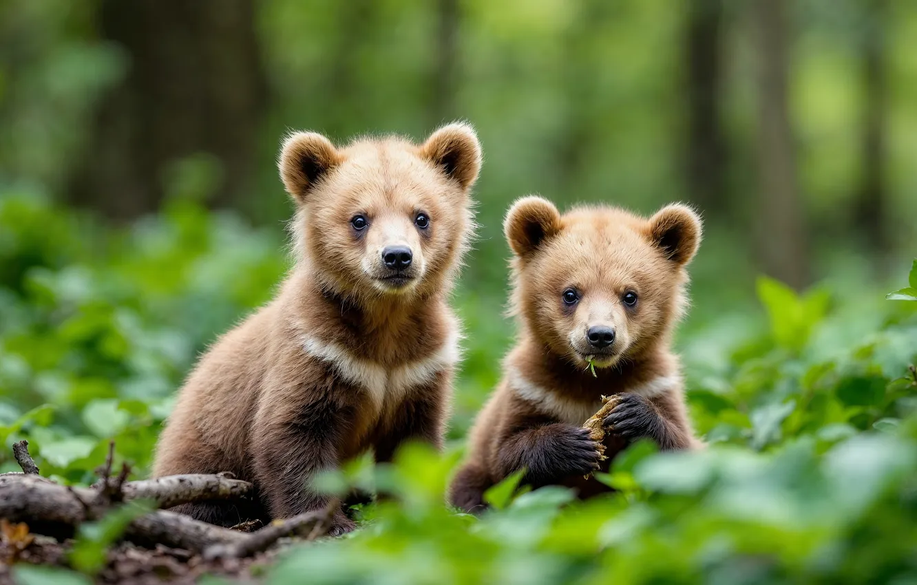 Photo wallpaper bear, a couple, AI art