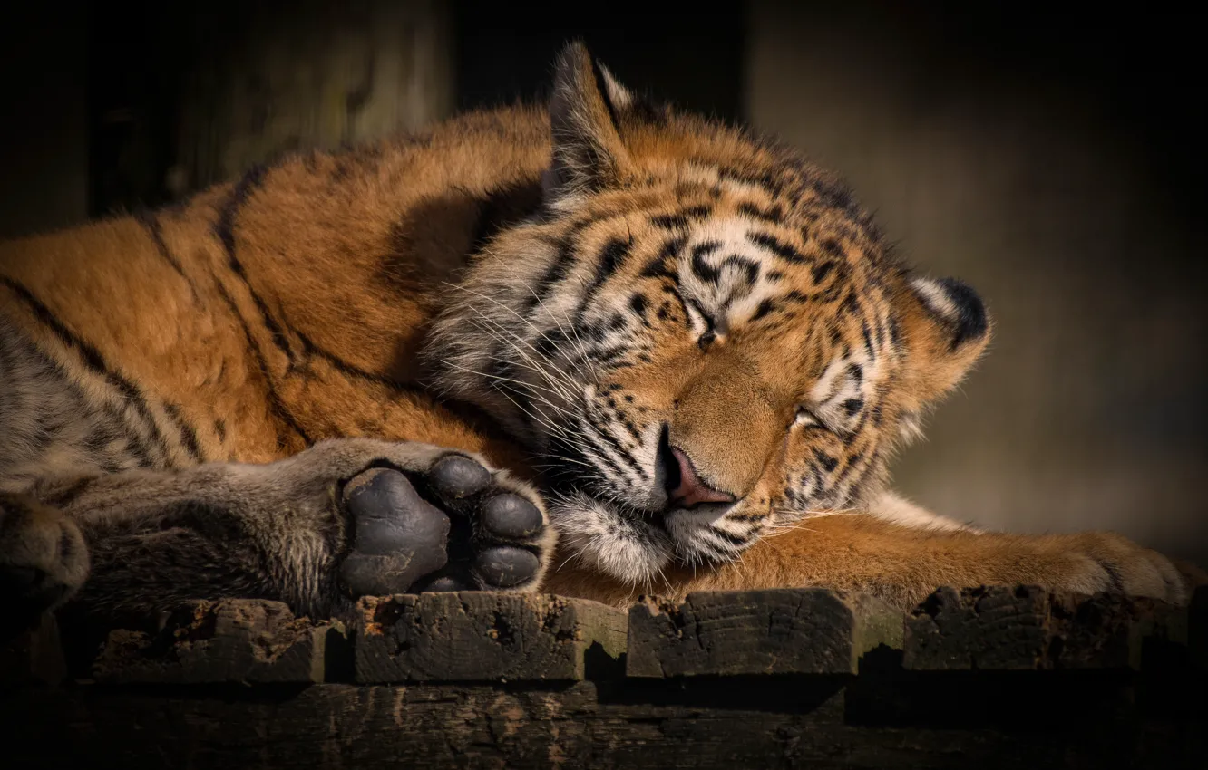 Photo wallpaper face, nature, tiger, pose, stay, Board, sleep, paws