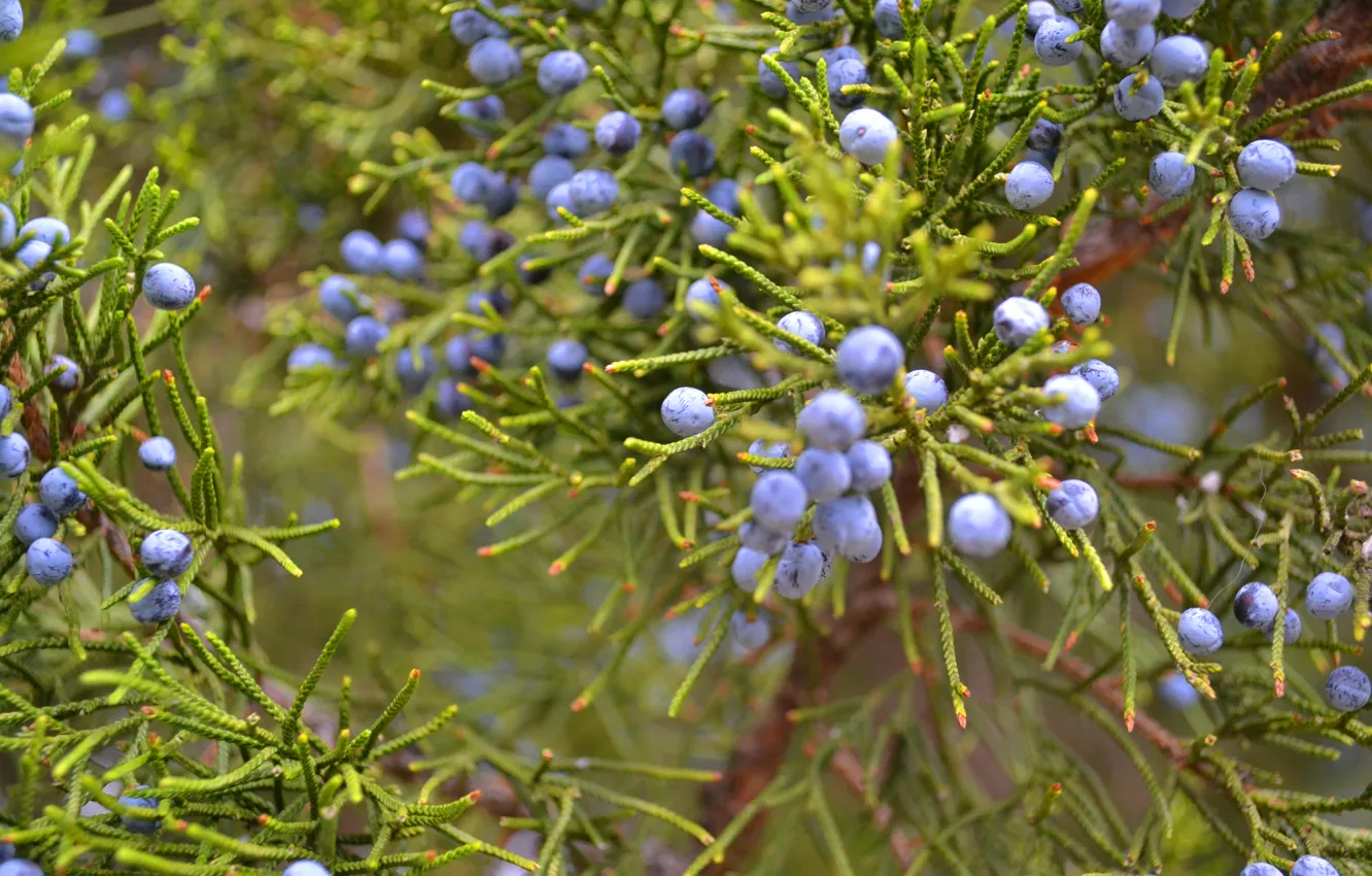 Photo wallpaper greens, berries, plant, the bushes, juniper