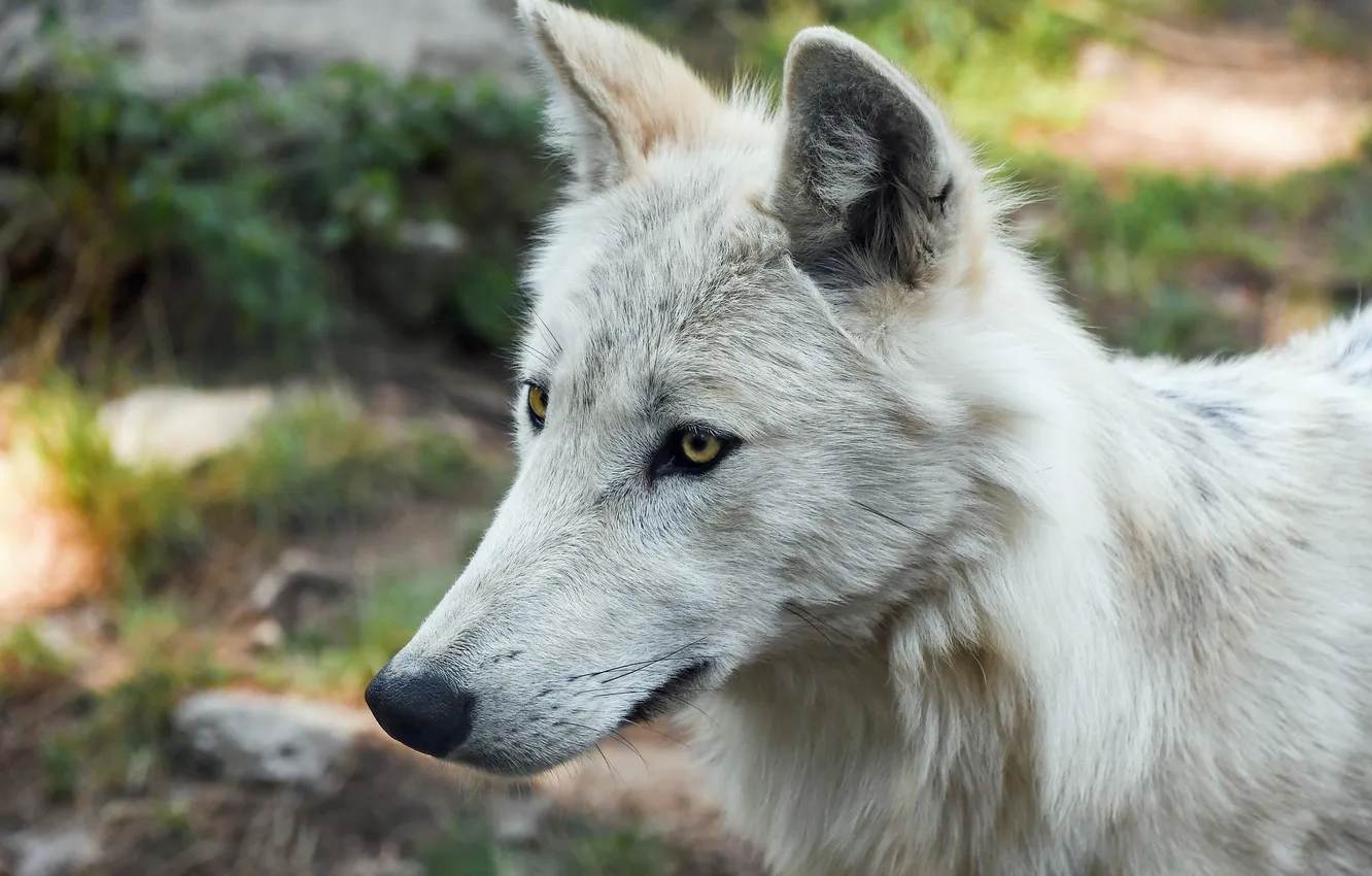 Photo wallpaper Predator, nature, snow, face, animal, wolf, canis lupus, wildlife