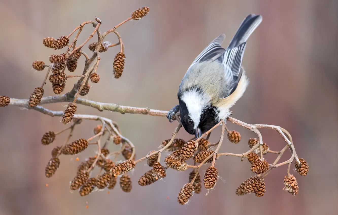 Photo wallpaper branches, pose, bird, bumps, tit