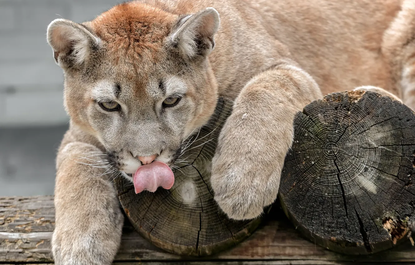 Photo wallpaper language, face, predator, paws, Puma, wild cat, Cougar