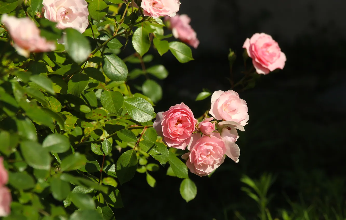 Photo wallpaper pink, roses, blooming