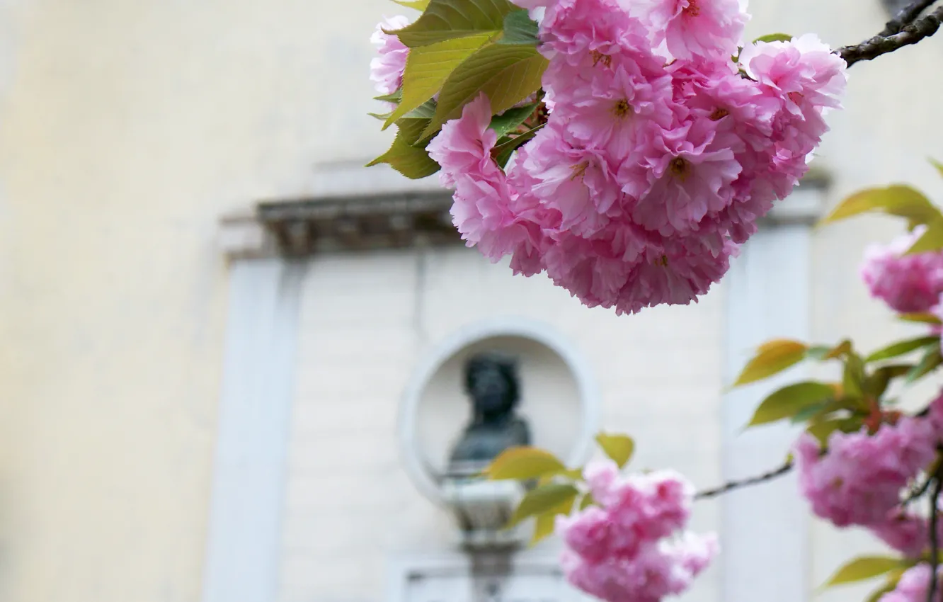 Photo wallpaper spring, Sakura, flowering, pink color, Dante Alighieri