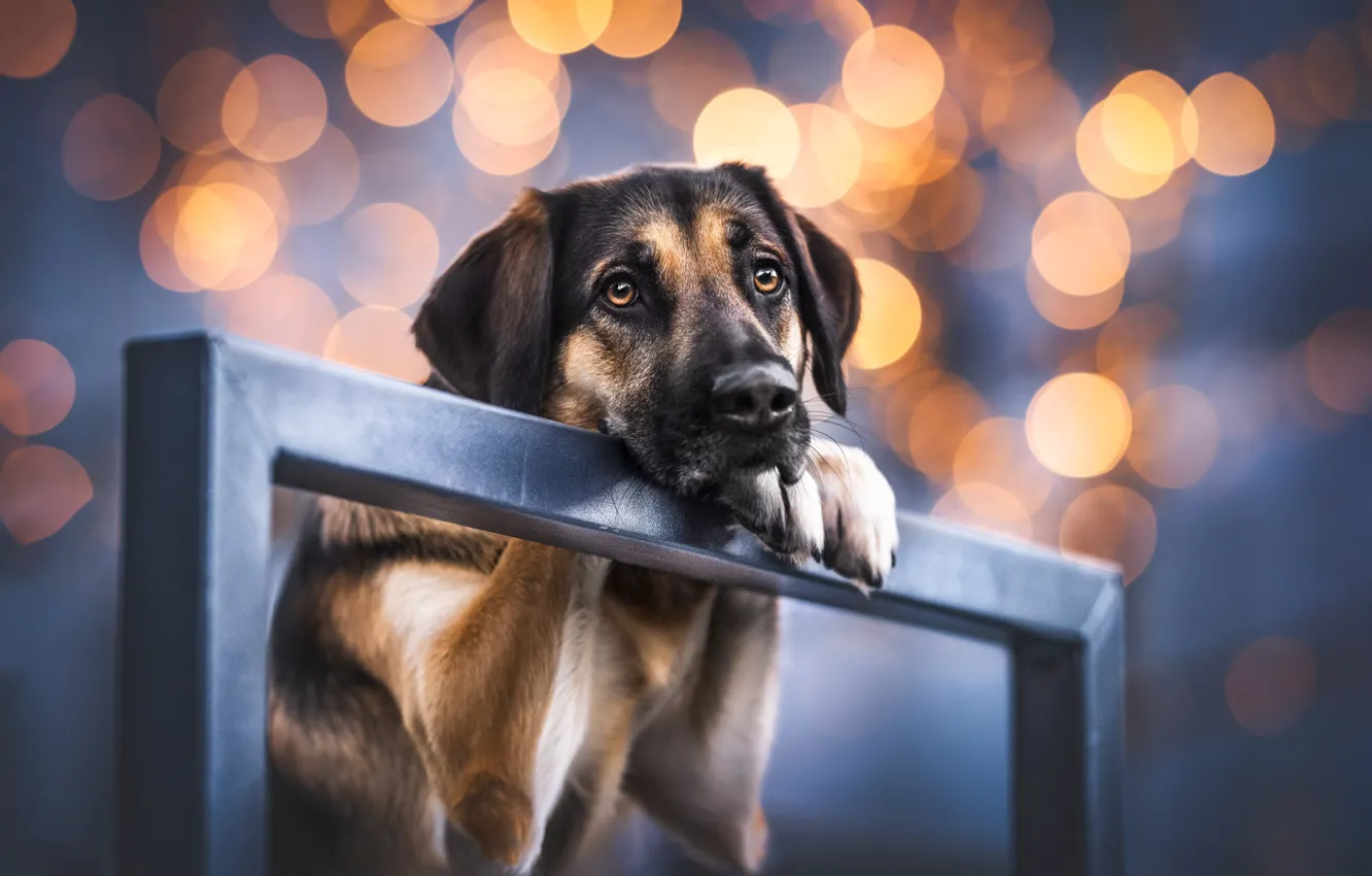 Photo wallpaper sadness, look, face, portrait, dog, bokeh