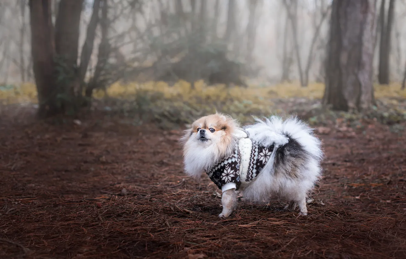 Photo wallpaper look, pose, dog, face, Spitz