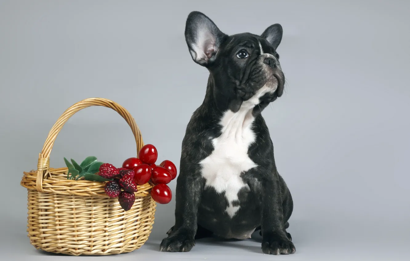Photo wallpaper basket, dog, puppy