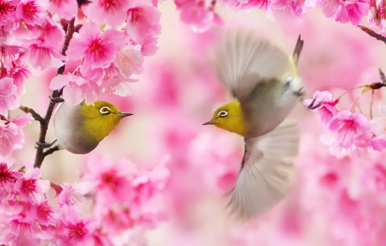 Photo wallpaper branches, spring, Sakura, Taiwan, birds, a couple, white-eyed, FuYi Chen