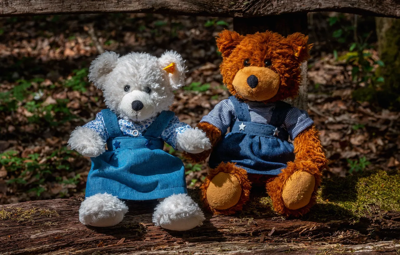 Photo wallpaper toy, Board, bear, bear, bear, a couple, Duo, Teddy