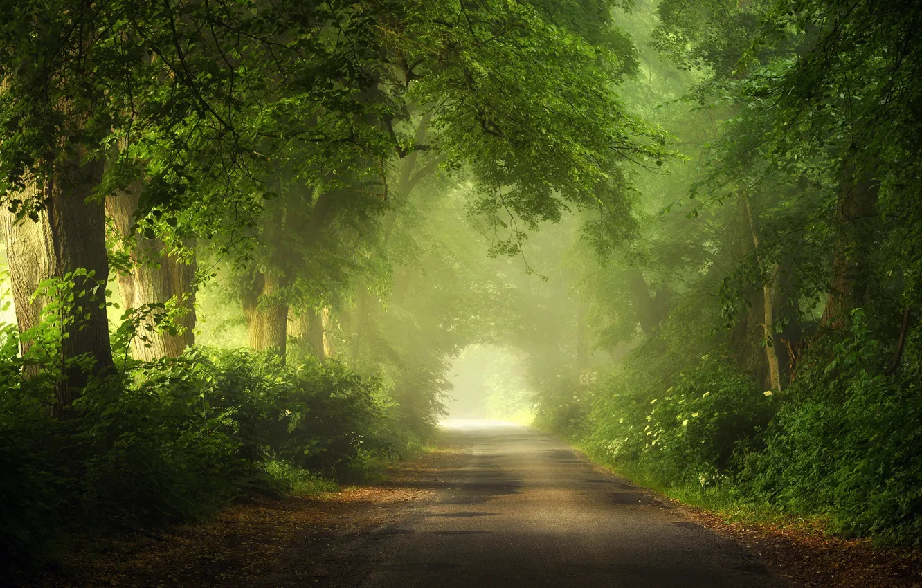 Photo wallpaper summer, road, trees, light effects