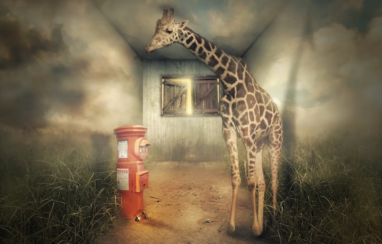 Photo wallpaper house, background, giraffe