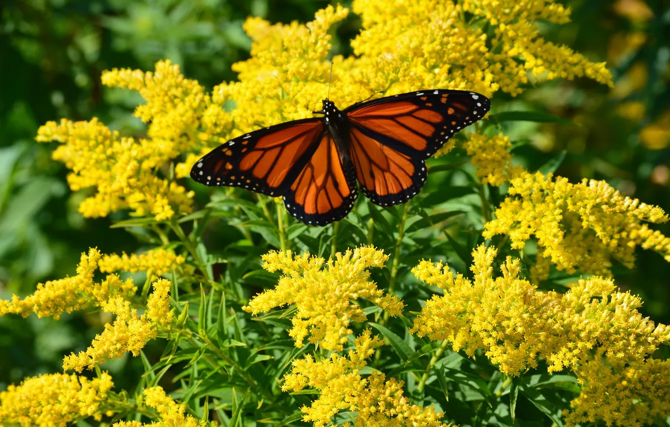Photo wallpaper macro, butterfly, wings, beautiful, flowering, closeup