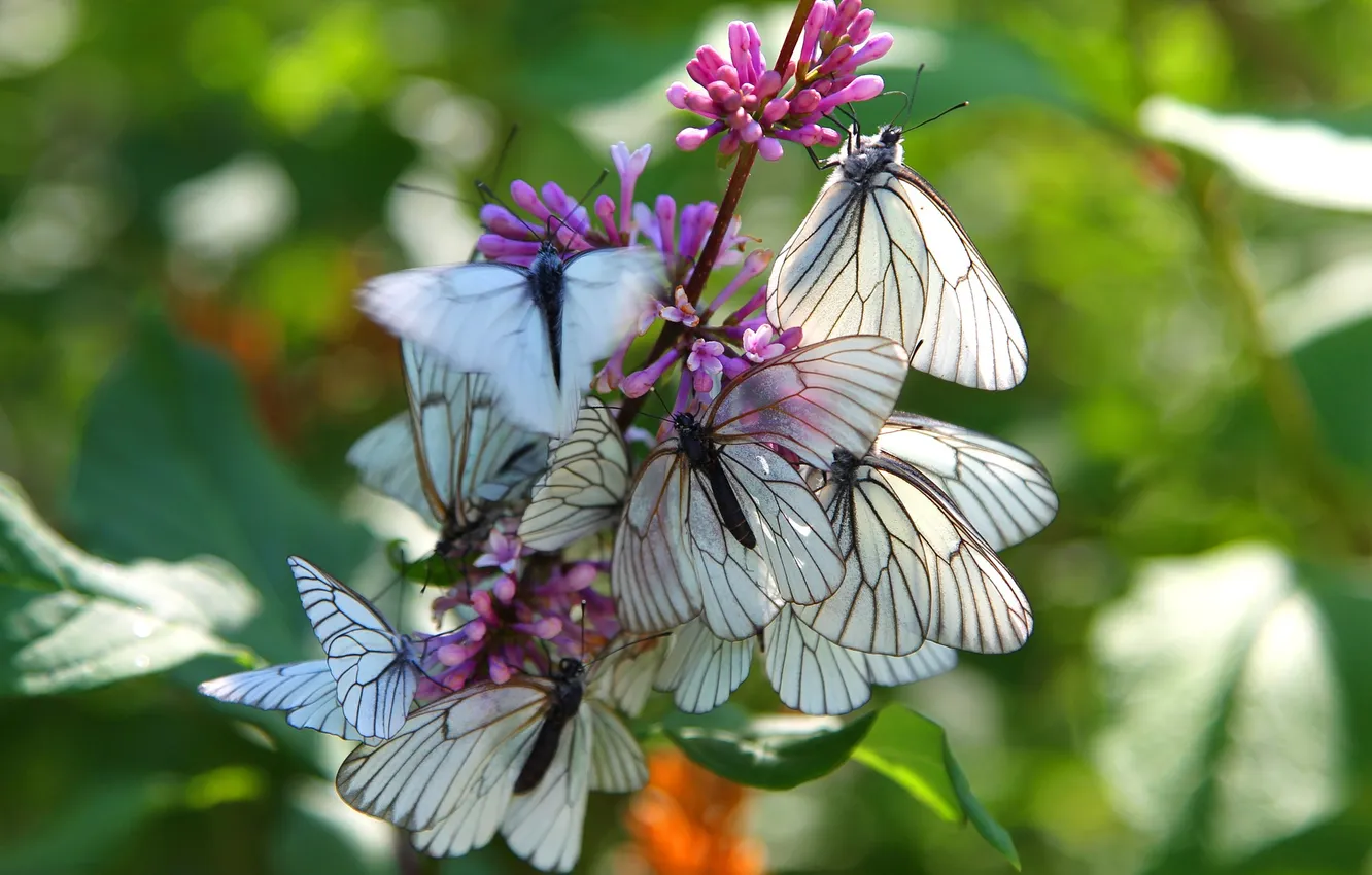Photo wallpaper flowers, macro, butterfly, wings, closeup