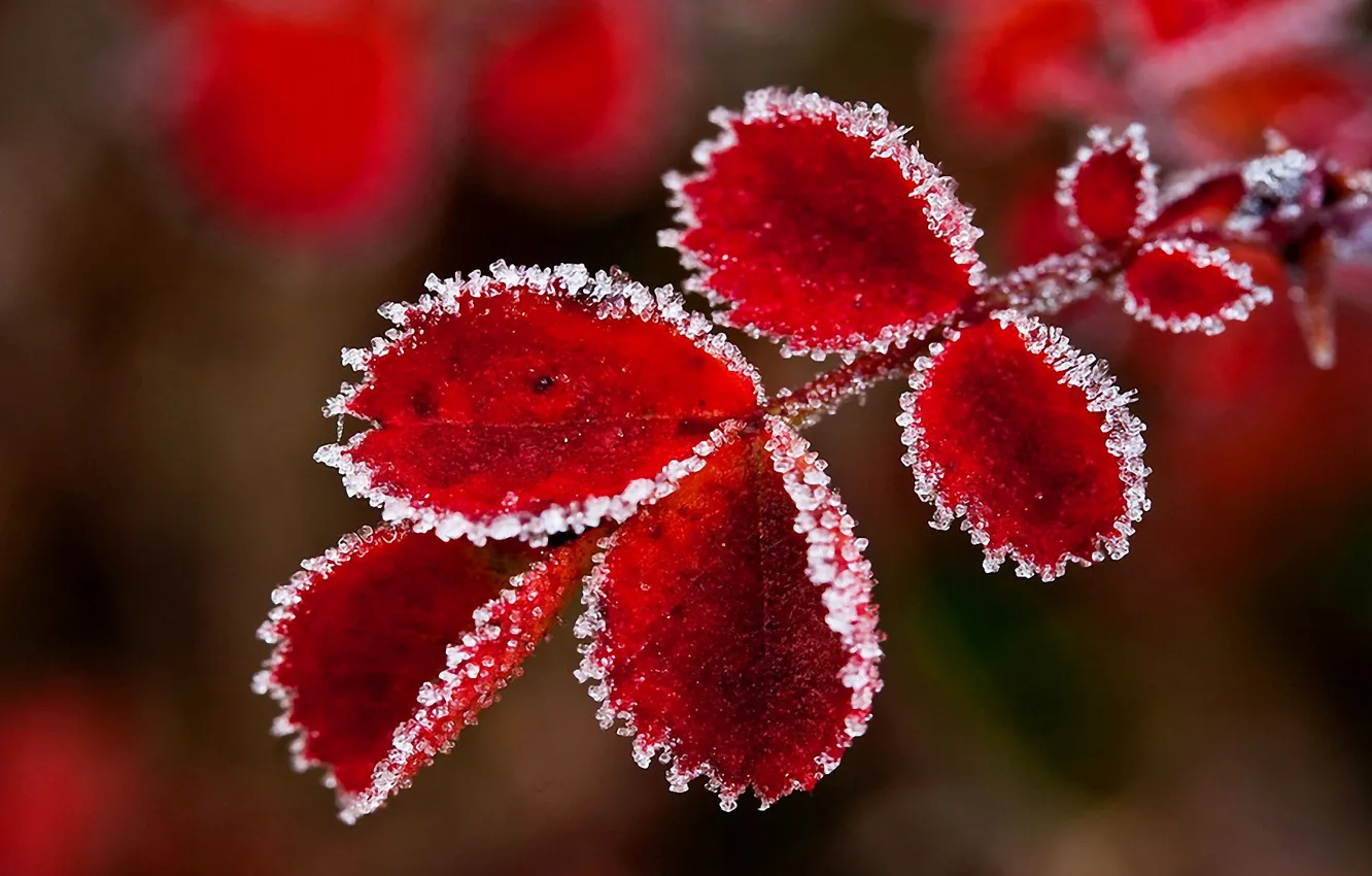 Photo wallpaper frost, autumn, leaves, color, crystals