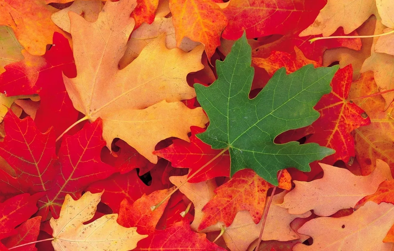 Photo wallpaper autumn, leaves, macro, colored, maple