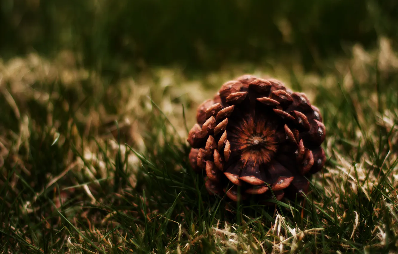 Photo wallpaper greens, grass, bumps