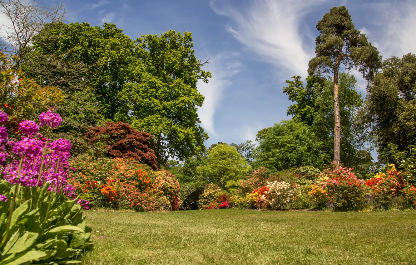 Photo wallpaper trees, England, garden, England, gardens, Exbury