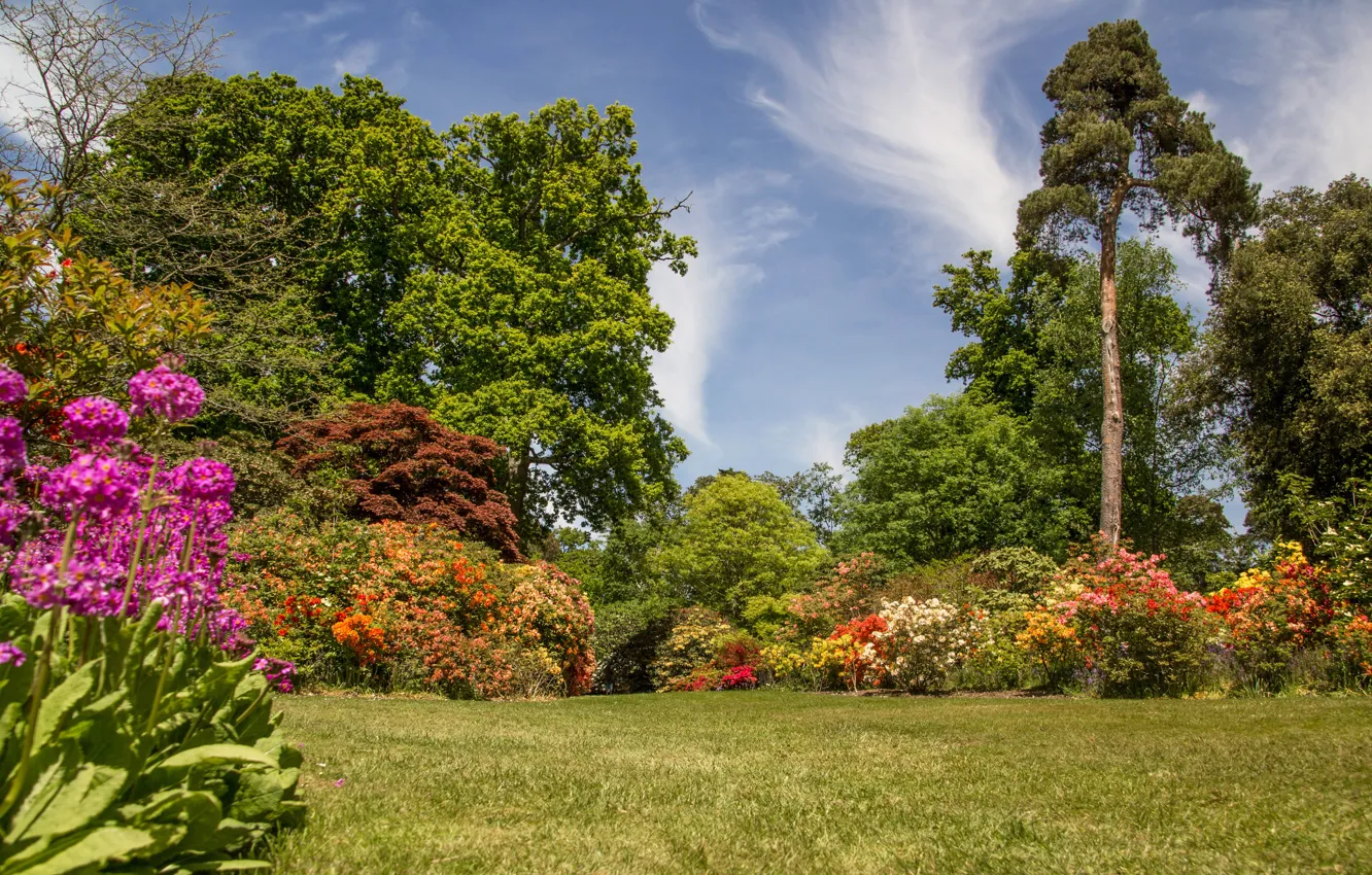 Photo wallpaper trees, England, garden, England, Exbury, Gardens