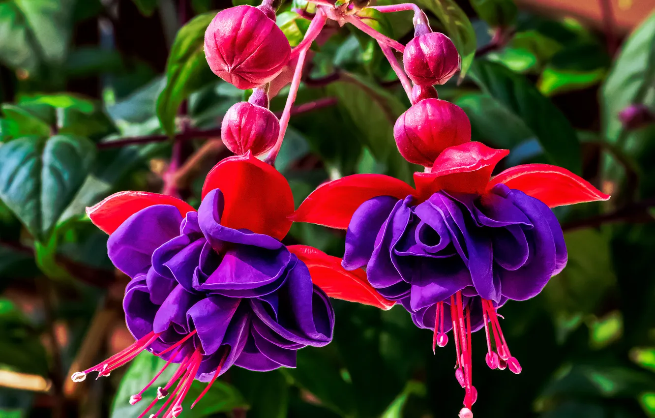 Photo wallpaper petals, stamens, buds, fuchsia