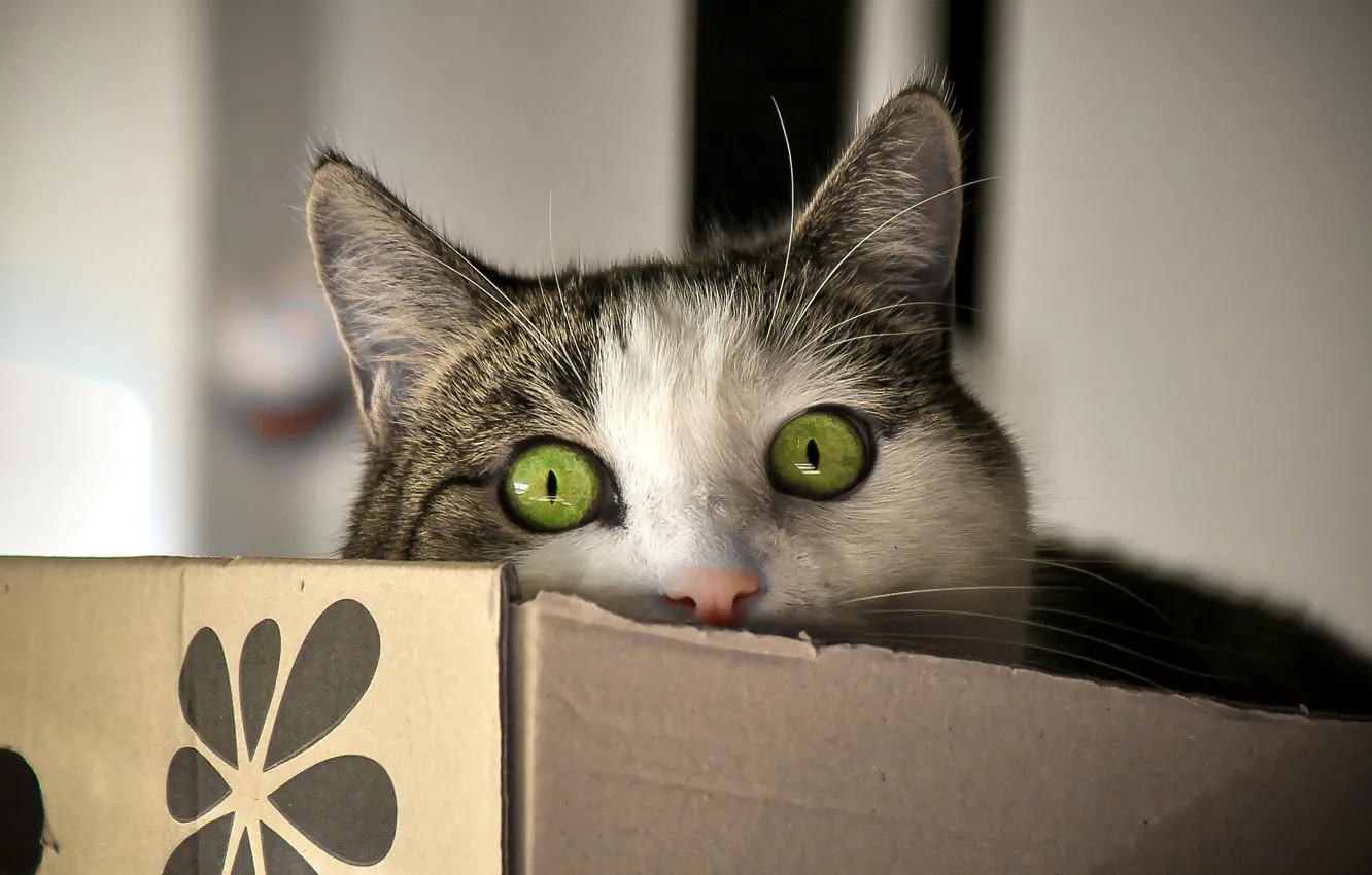 Photo wallpaper eyes, cat, look, box, Koshak