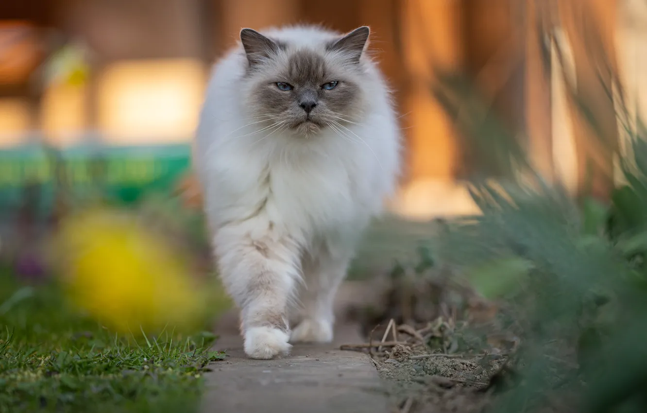 Photo wallpaper cat, cat, look, pose, garden, muzzle, walk, path