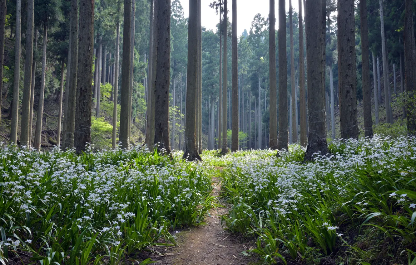 Photo wallpaper forest, summer, flowers