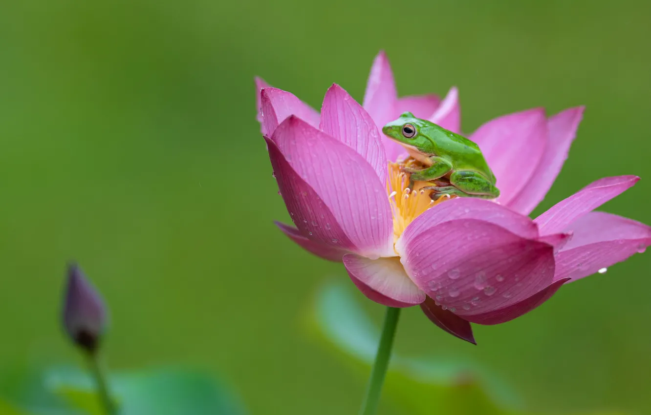 Photo wallpaper flowers, green, frog, Lotus, pink, green background